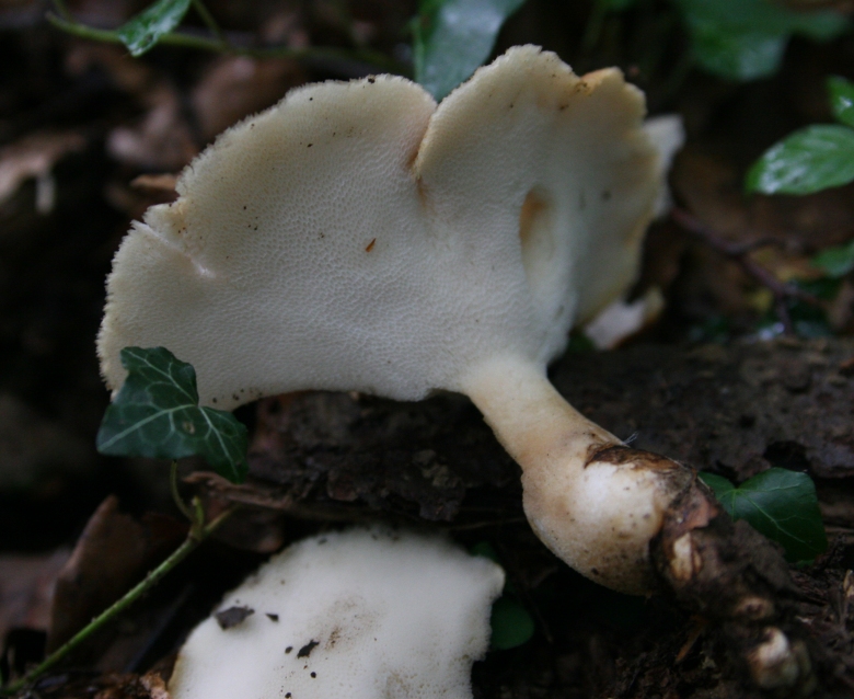 Polyporus tuberosus?